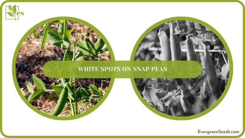 White Spots Problem on Snap Peas