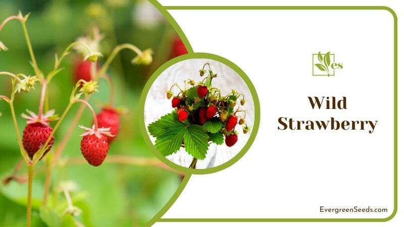 Wild Strawberry in Plants