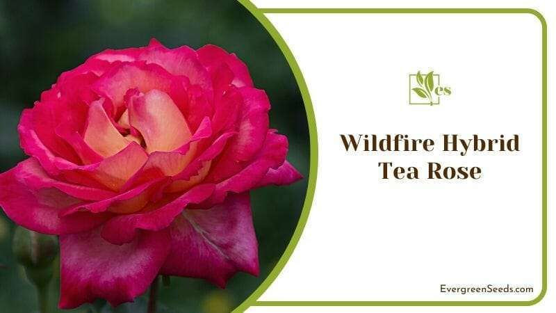 Wildfire Hybrid Tea Rose
