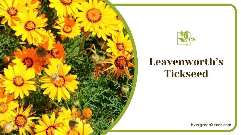 Yellow Blooms of Leavenworth’s Tickseed