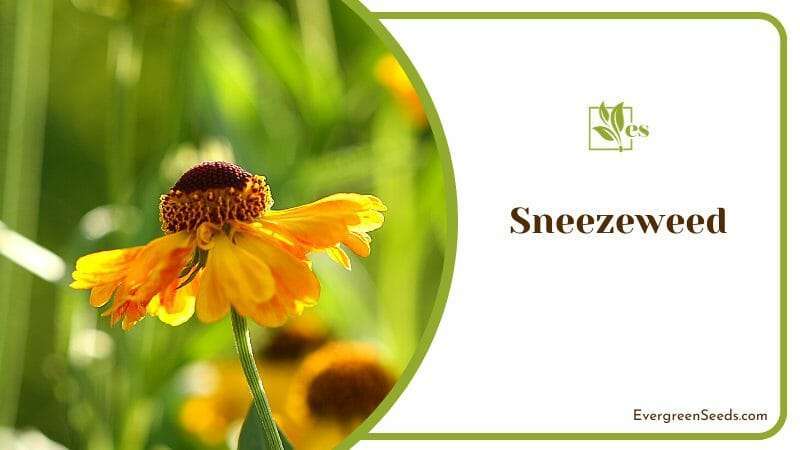 Yellow Sneezeweed Flower