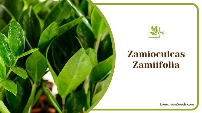 Zamioculcas Zamiifolia Growing Season 