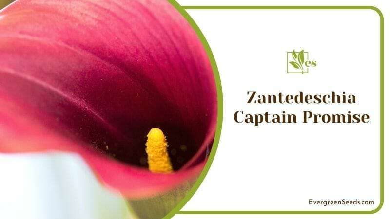 Zantedeschia Captain Promise
