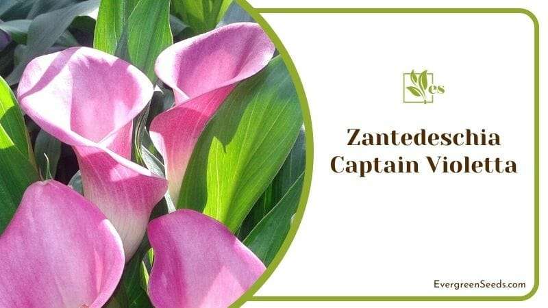 Zantedeschia Captain Violetta