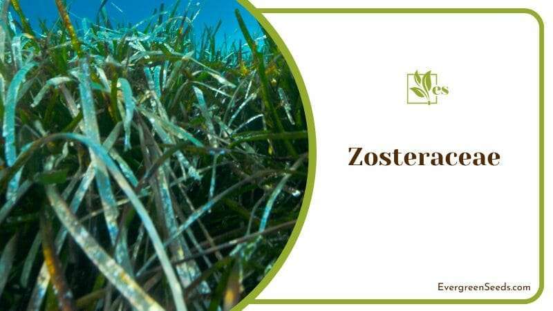 Zosteraceae marine plant