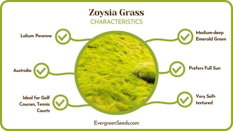 Zoysia Grass Features