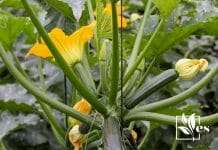 Zucchini Plant with Yellow Flowers