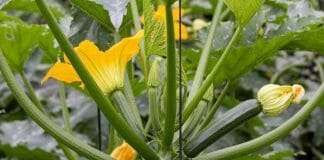 Zucchini Plant with Yellow Flowers