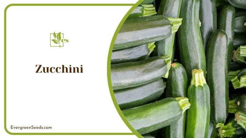 Zucchini Small Vegetable