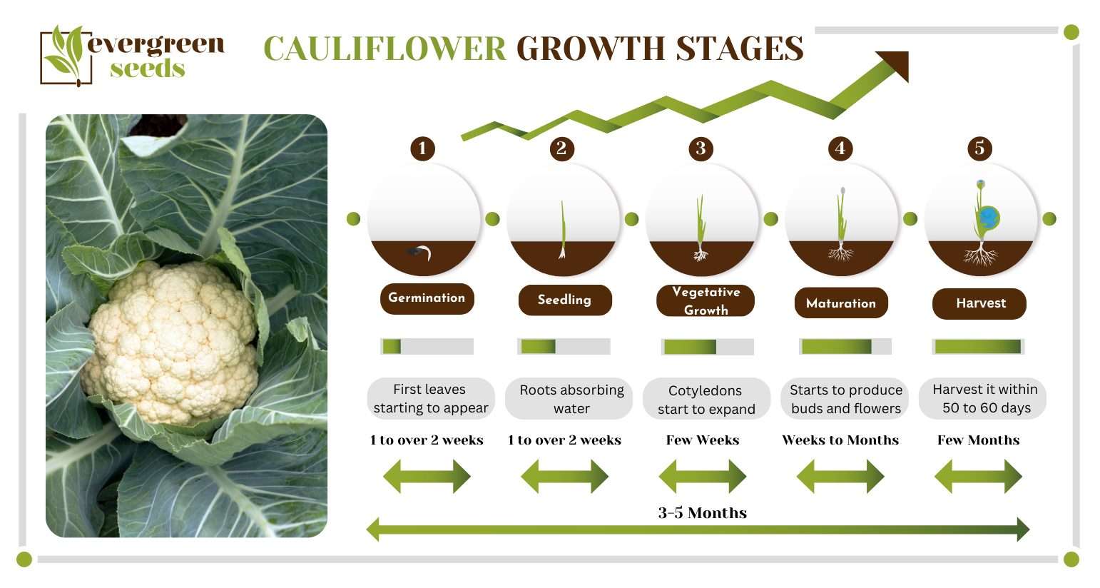 cauliflower growing stages infographic