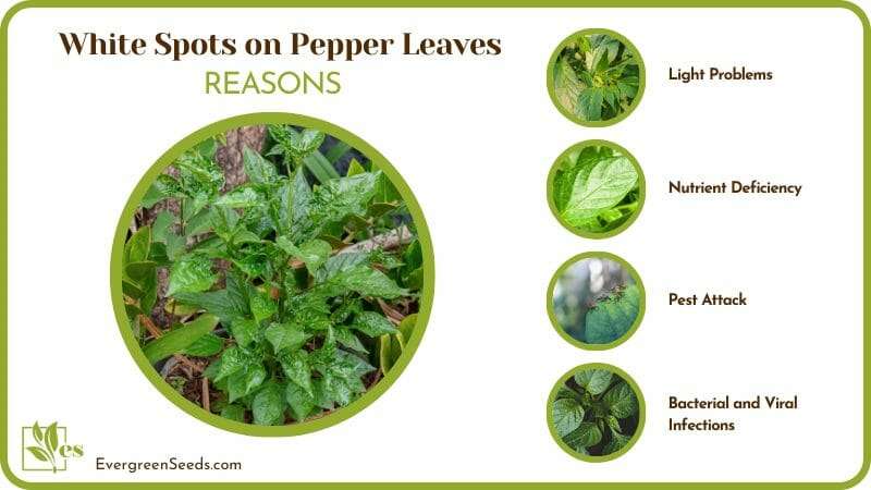 dealing with White Spots on Pepper Leaves