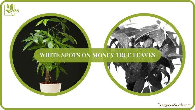 get rid of White Spots on Money Tree Leaves