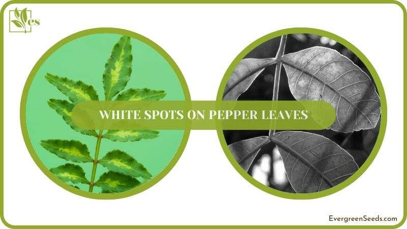 get rid of White Spots on Pepper Leaves