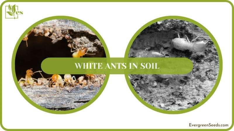 treatment of White Ants in Soil