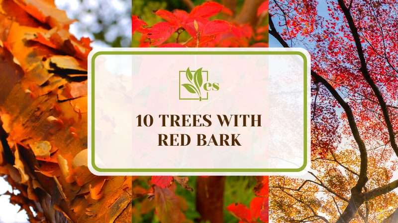 10 Trees With Red Bark