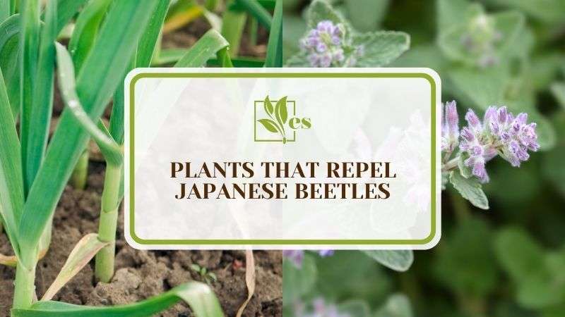 8 Plants That Repel Japanese Beetles