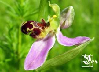 A Bee Orchid in a Garden