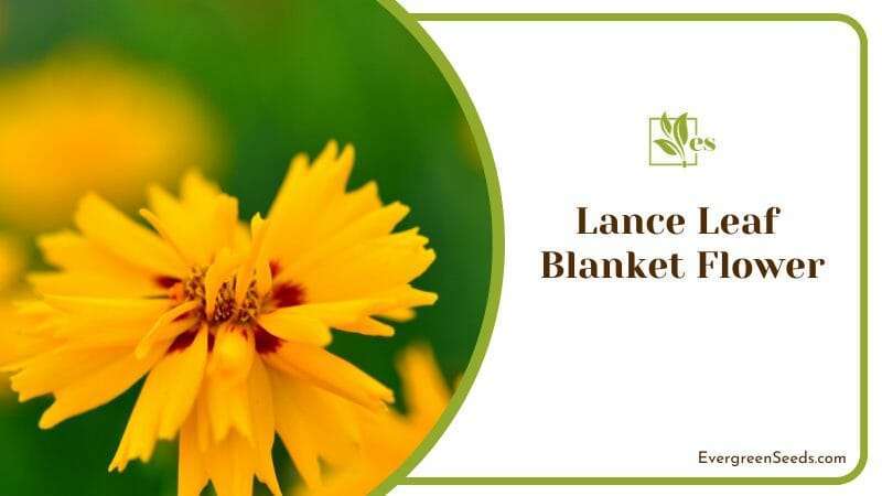 A Lance Leaf Blanket Flower