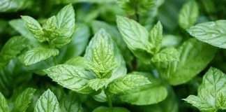 A Peppermint Plant for Rats