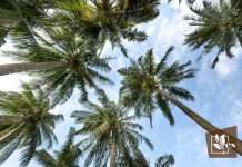 Amazing Plants to Put Around Palm Trees 1