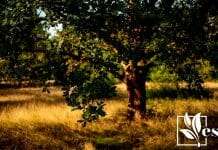 An Oak Tree in a Meadow