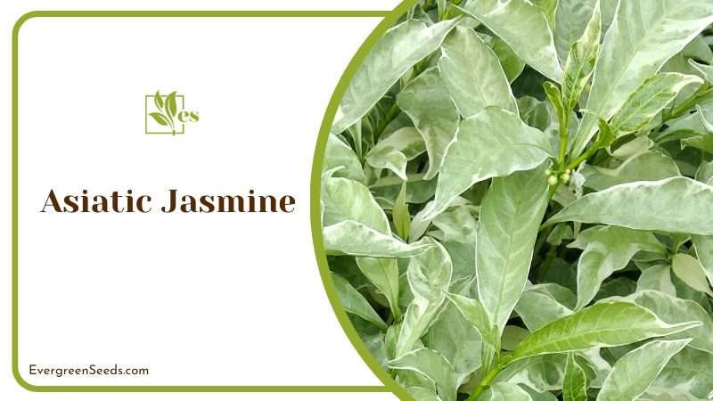 Asiatic Jasmine Groundcover