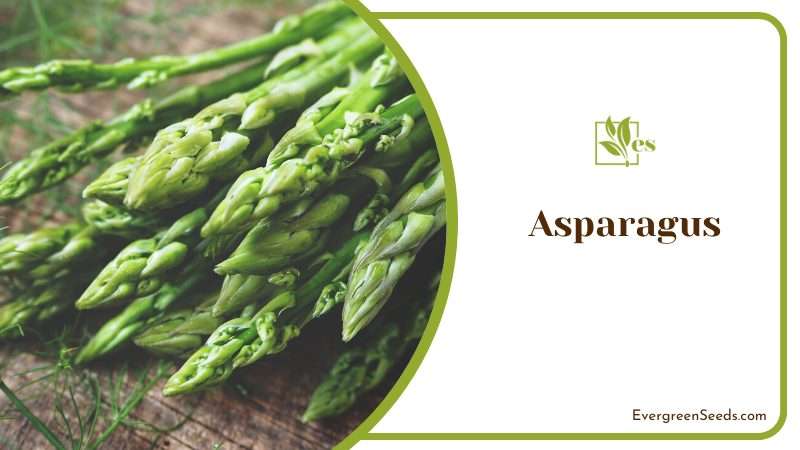 Asparagus Vegetable