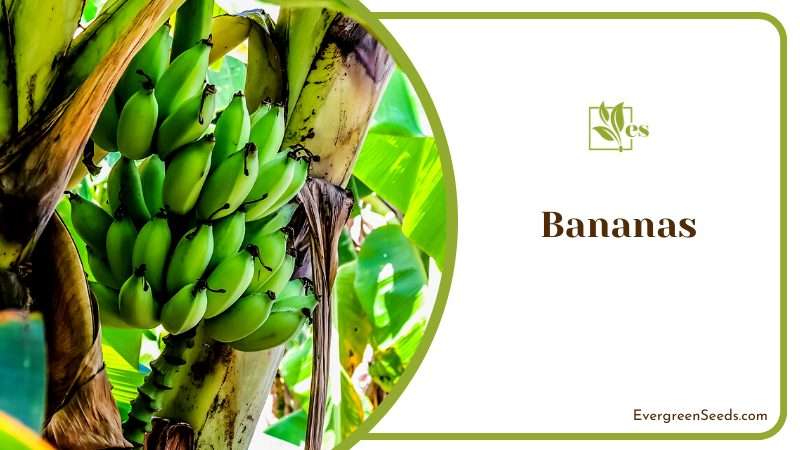 Bananas Tropical Fruit Plants`