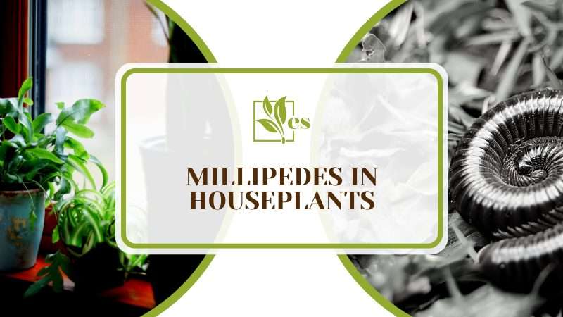 Banish Millipedes from Houseplants