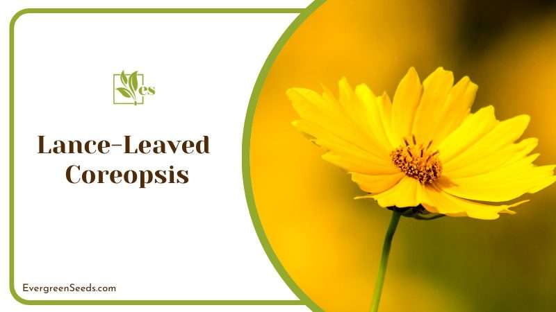 Beautiful Lance-Leaved Coreopsis