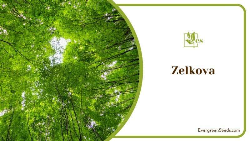 Beautiful Zelkova Trees in Forest