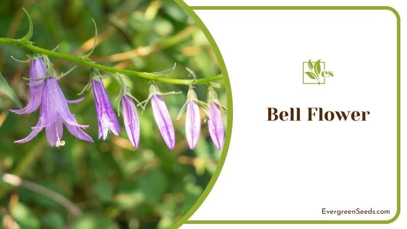 Bell Flower