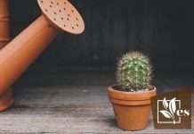 Best Watering Tips for Your Cactus Plants
