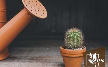 Best Watering Tips for Your Cactus Plants