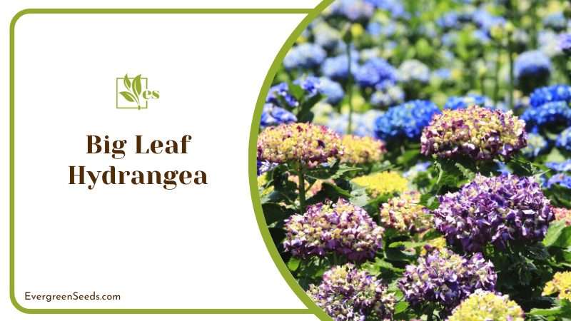 Big Leaf Hydrangea
