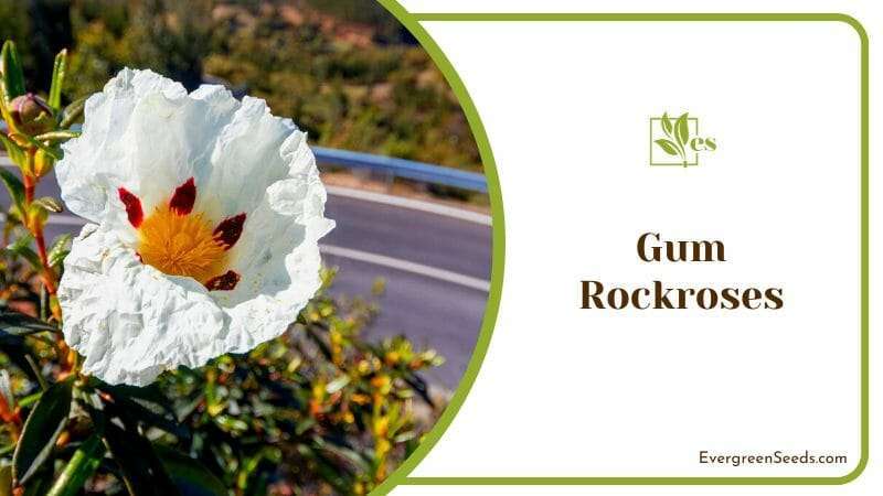 Blooming Gum Rockroses on Road Side