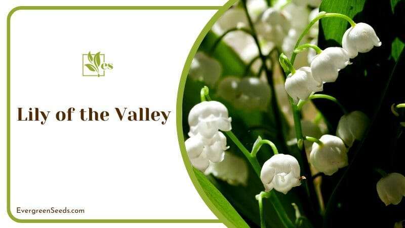 Blooming Lily of the Valley Flowers