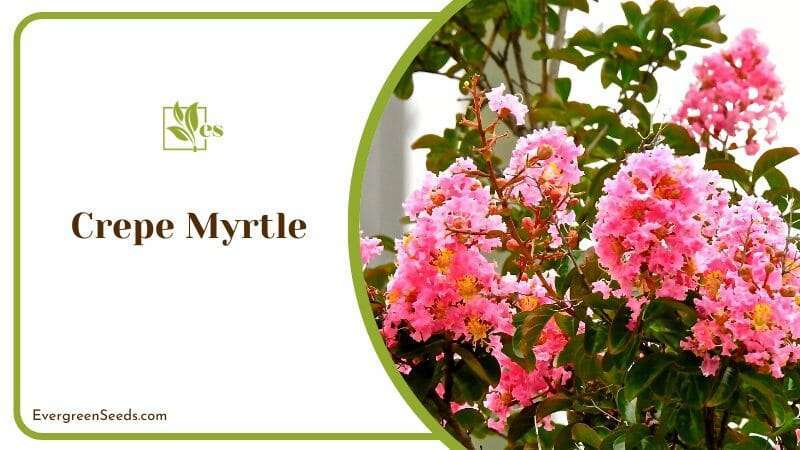 Blooming Red Flowers of Crepe Myrtle