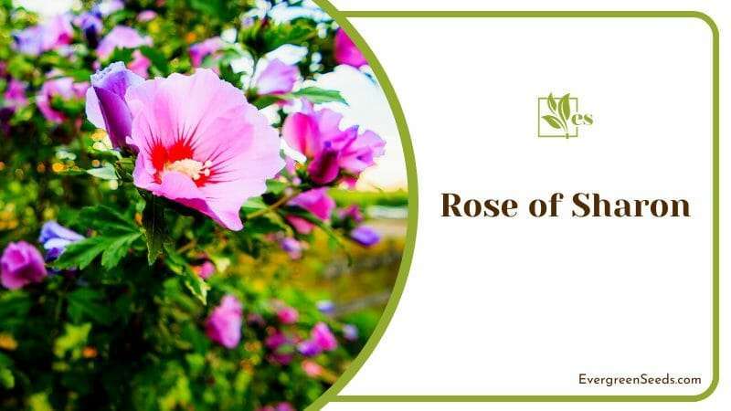 Blooming Rose of Sharon Flowers