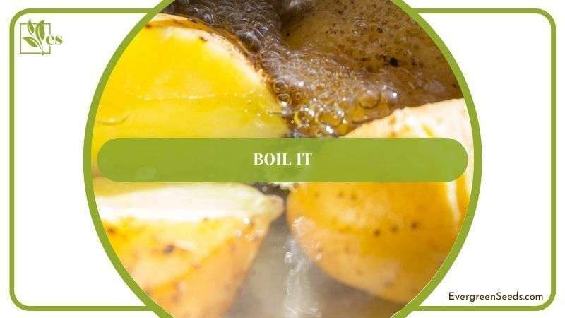 Boil it