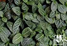 Bunch of Fittonia Plant in Garden