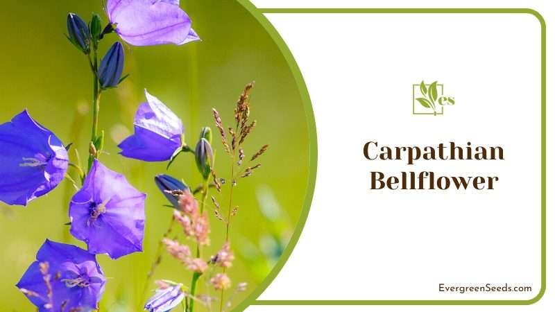 Carpathian Bellflower