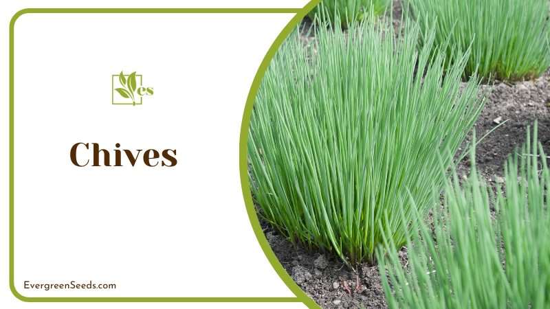 Chives have onion-like scent