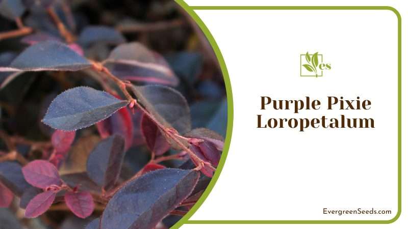 Compact Purple Pixie Loropetalum