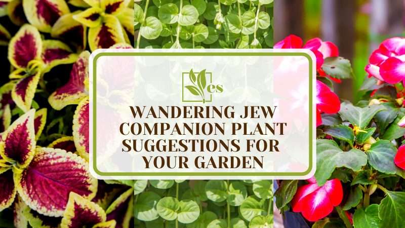 Companion Plants for Your Wandering Jew