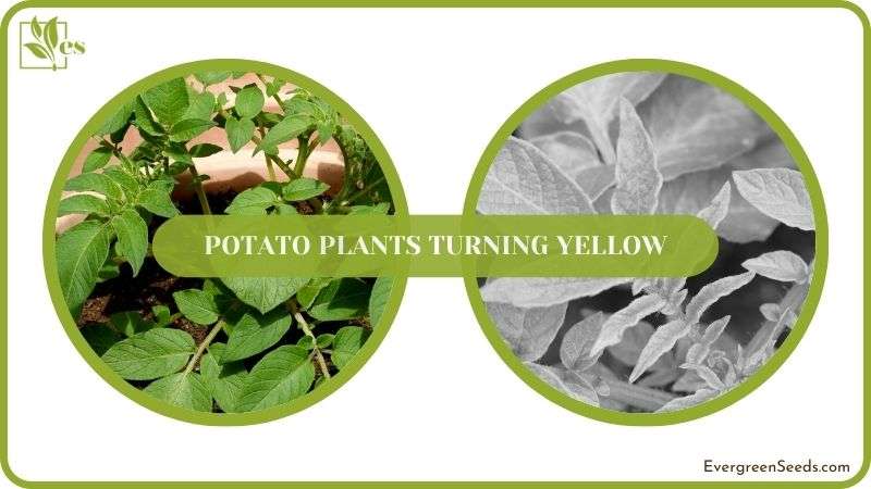 Conclusion of Potato Plants Turning Yellow