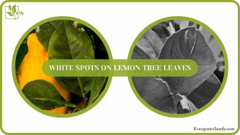 Conclusion of White Spots on Lemon Tree Leaves