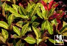 Crotons Plant With Different Colors
