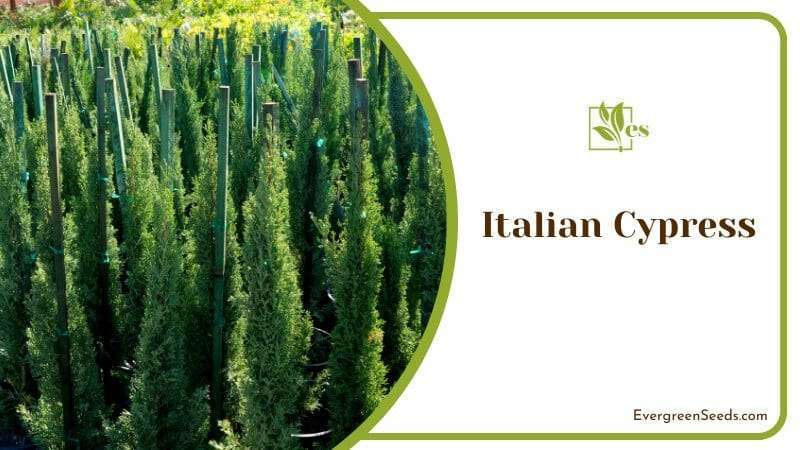 Cultivating Italian Cypress in a Garden