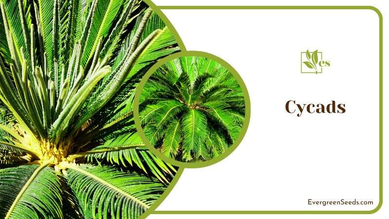 Cycads Prehistoric Plants